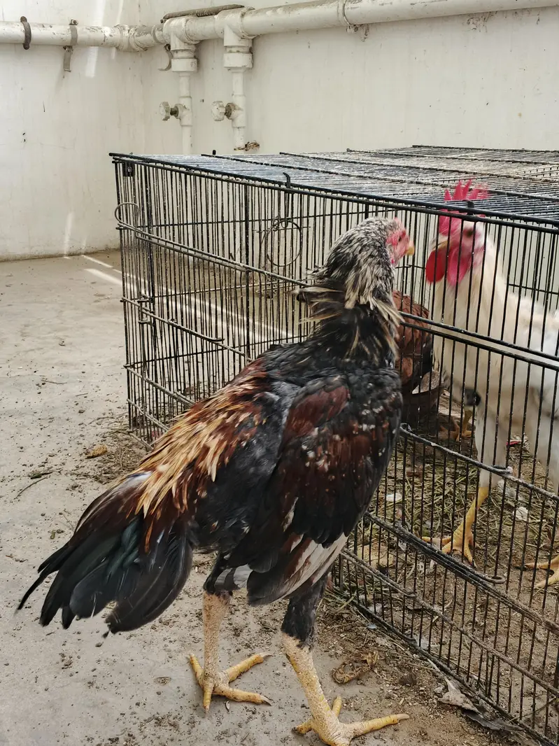 Aseel pair available for sale — photo 12