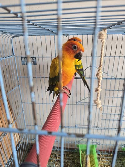 beautiful parrots Sun Conure.