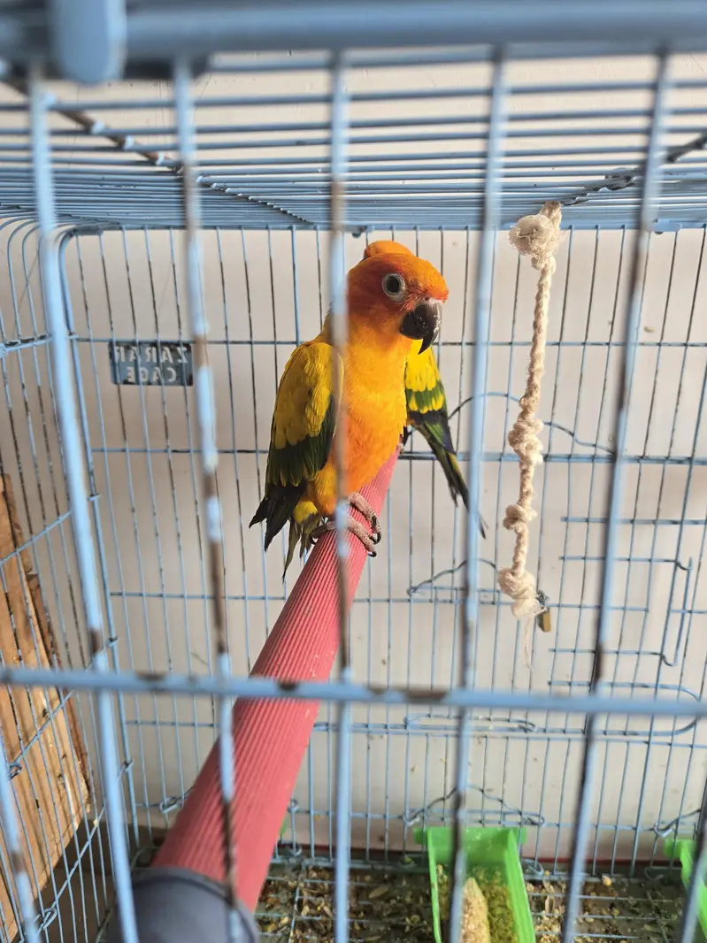 beautiful parrots Sun Conure. — photo 2