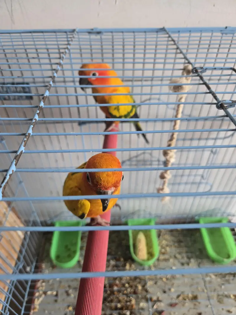 beautiful parrots Sun Conure. — photo 3