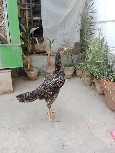 Shamo chicks white,coco ,black ,lasani