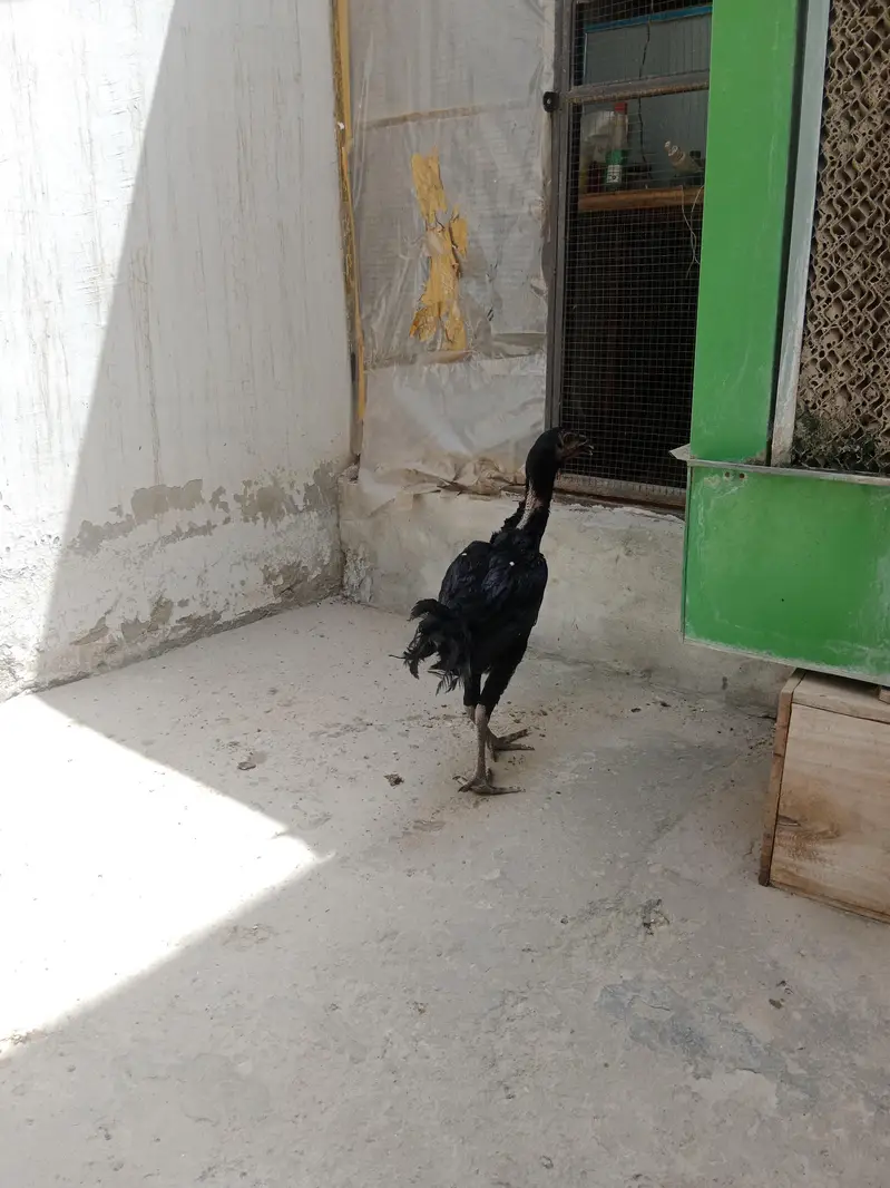 Shamo chicks white,coco ,black ,lasani — photo 2