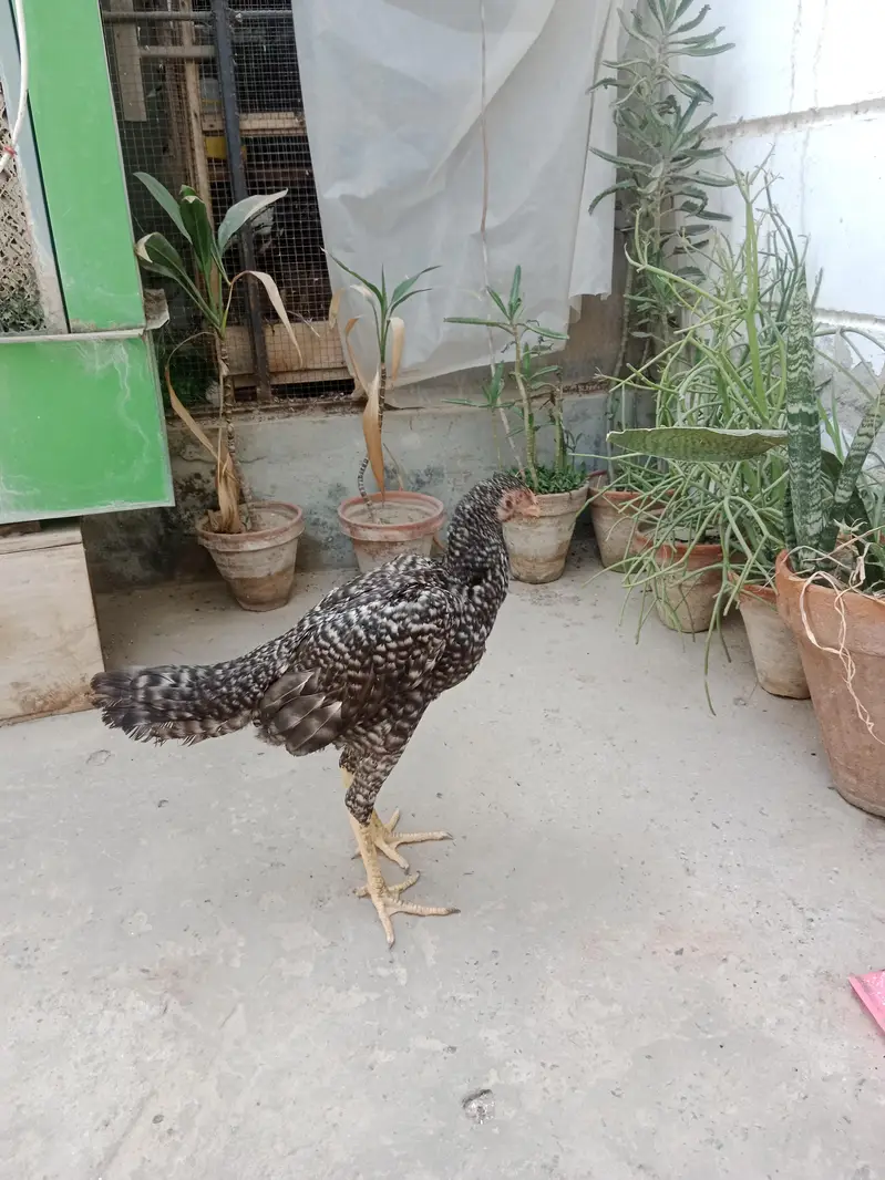 Shamo chicks white,coco ,black ,lasani — photo 3
