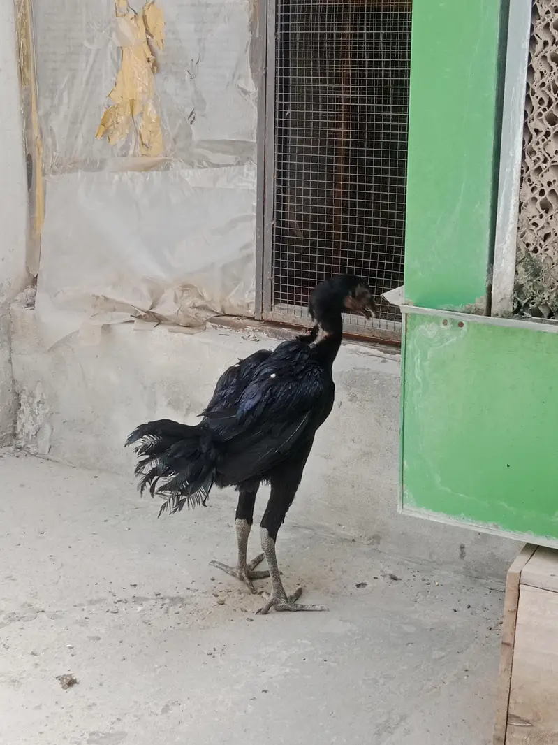 Shamo chicks white,coco ,black ,lasani — photo 5