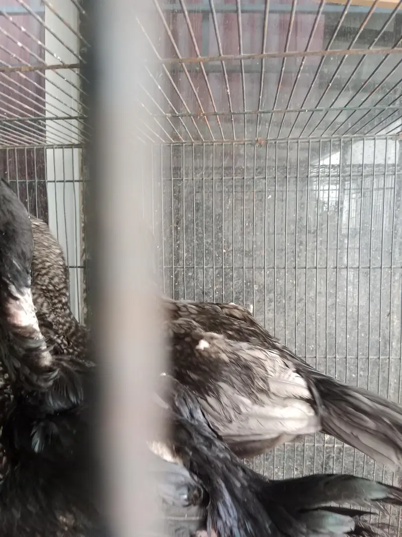 Shamo chicks white,coco ,black ,lasani — photo 6
