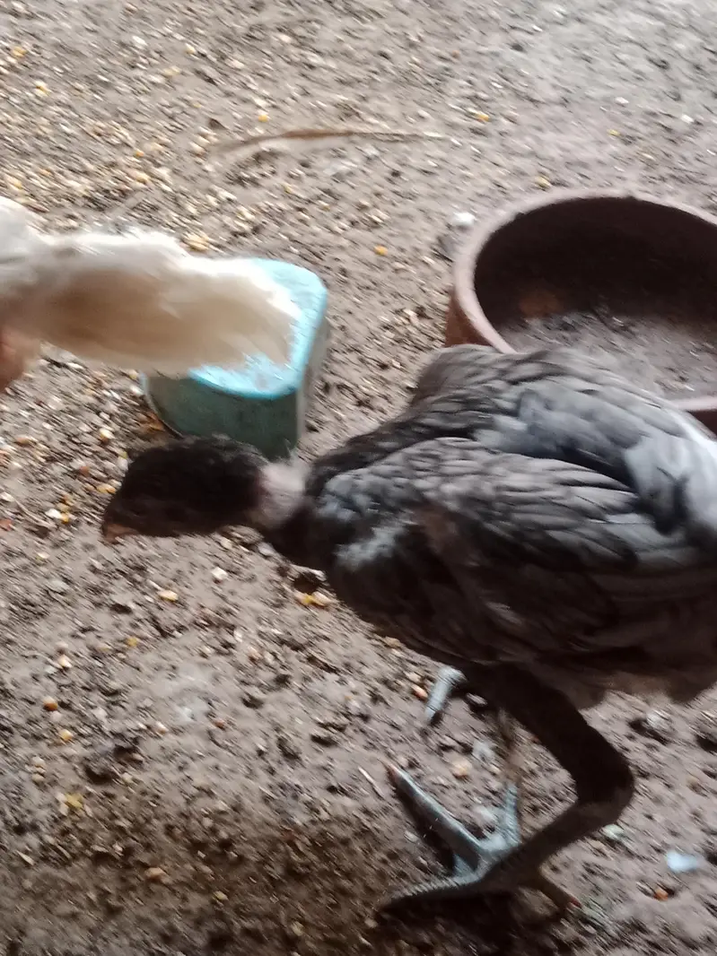Shamo chicks white,coco ,black ,lasani — photo 7