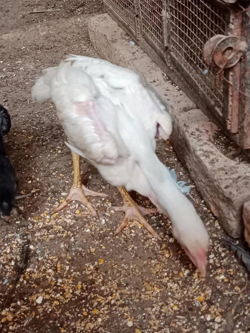 Shamo chicks white,coco ,black ,lasani — photo 8