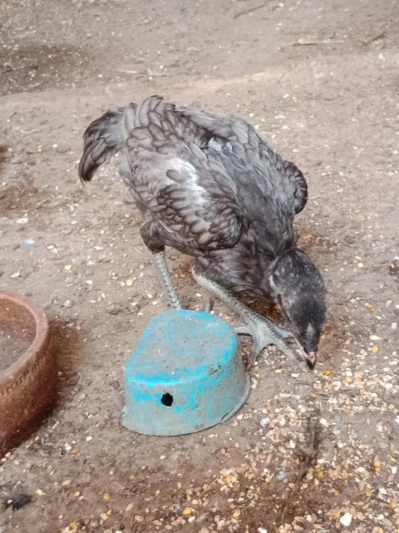 Shamo chicks white,coco ,black ,lasani — photo 9