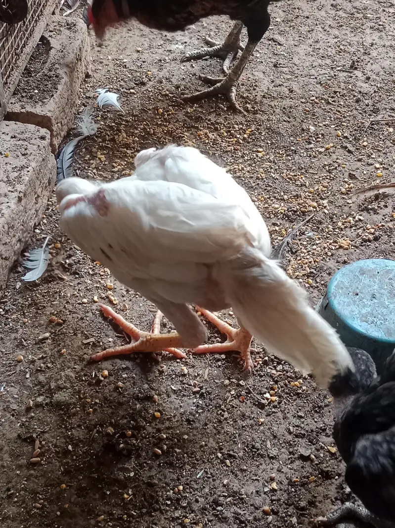 Shamo chicks white,coco ,black ,lasani — photo 10