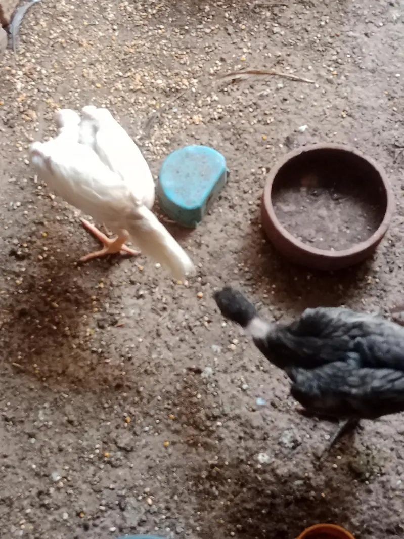 Shamo chicks white,coco ,black ,lasani — photo 11