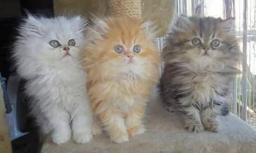 Cats | Persian | kittens |  Blue Eyes | O348O163O63 щatsap