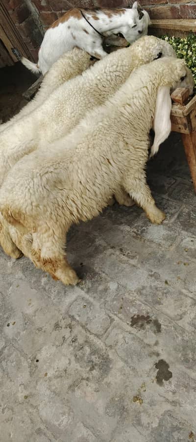kajla male or female ha