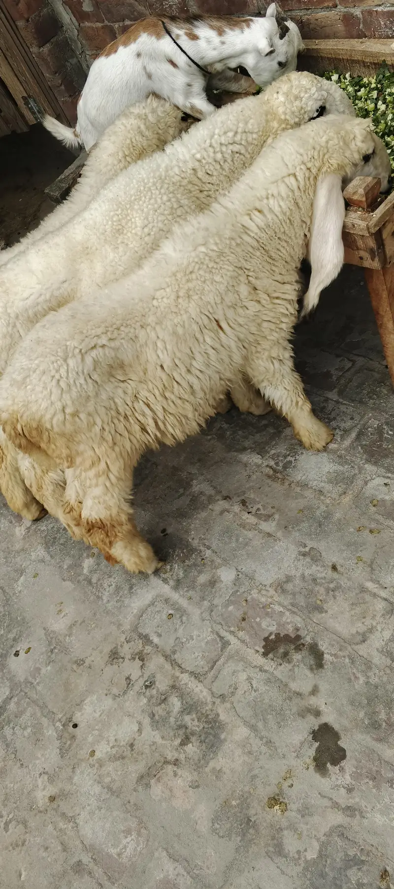kajla male or female ha