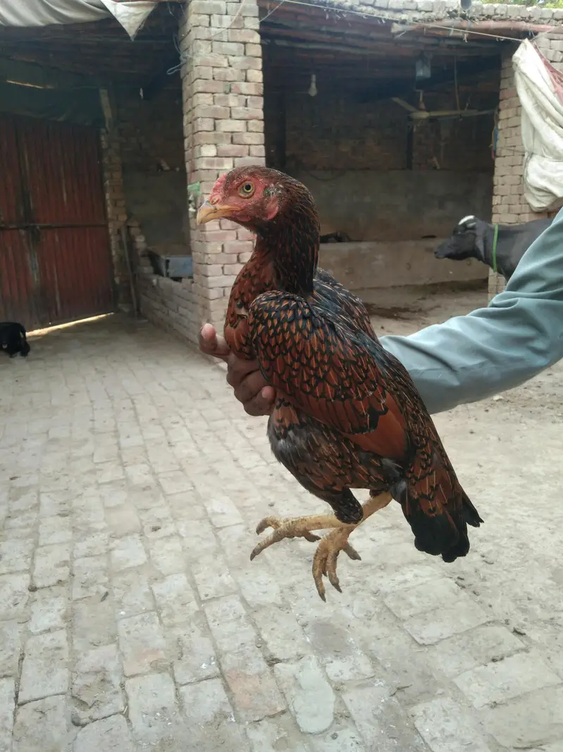 aseel murgi — photo 2