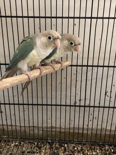 Blue cinnamon conure pair