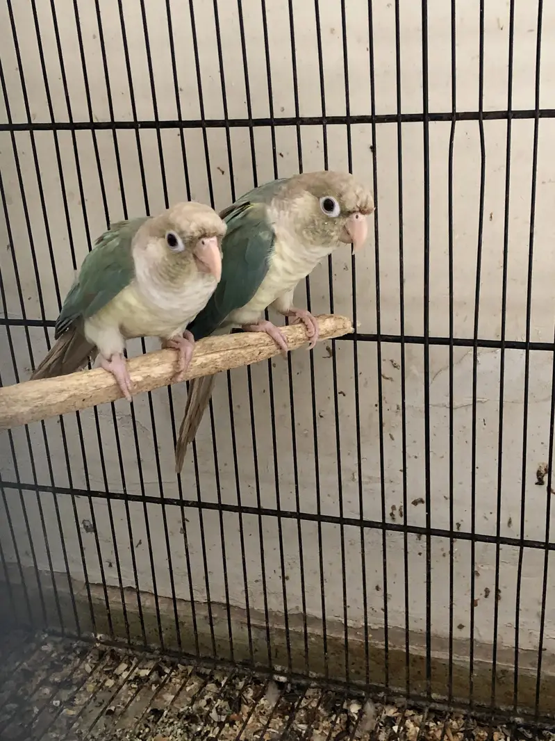 Blue cinnamon conure pair — photo 2