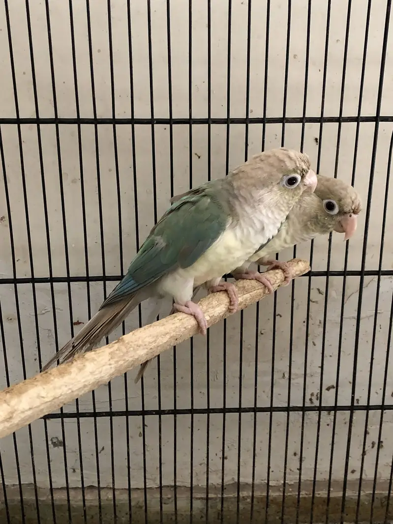 Blue cinnamon conure pair — photo 3