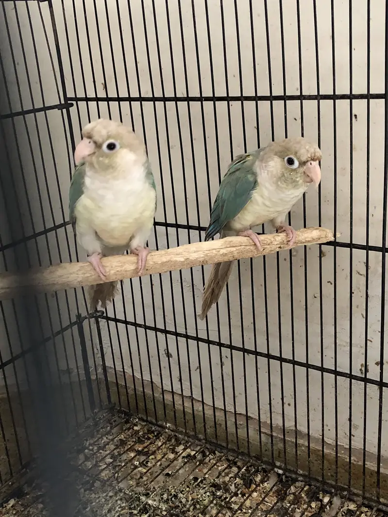 Blue cinnamon conure pair — photo 4