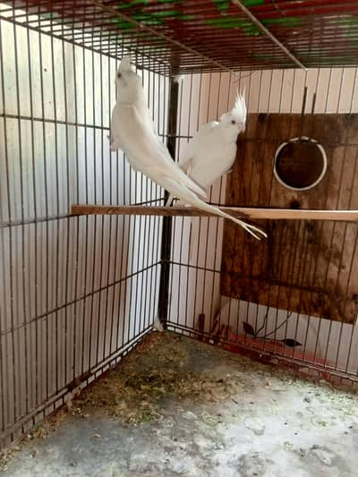 Cocktail breeders pairs