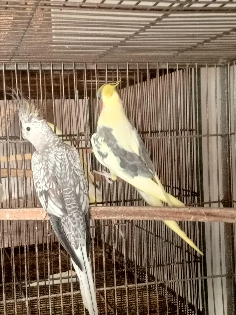 Cocktail breeders pairs — photo 4