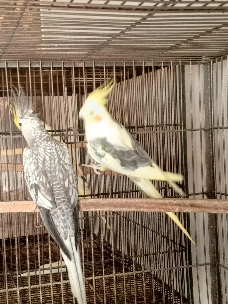 Cocktail breeders pairs — photo 5