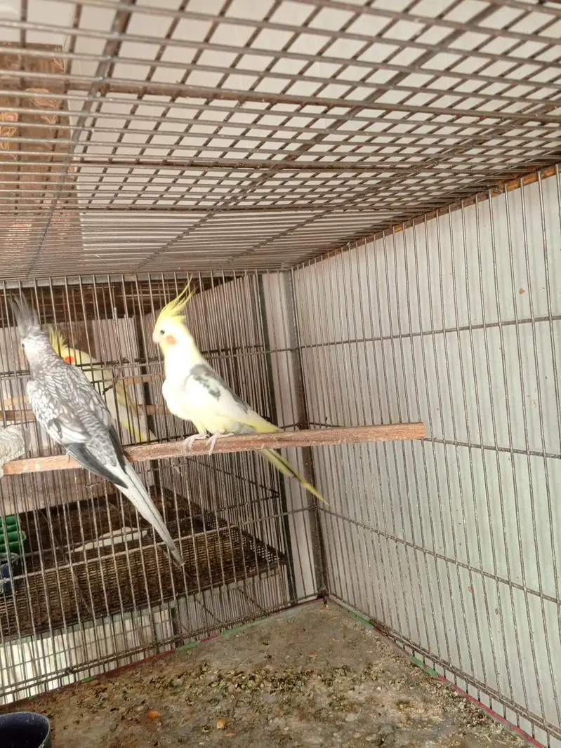 Cocktail breeders pairs — photo 6