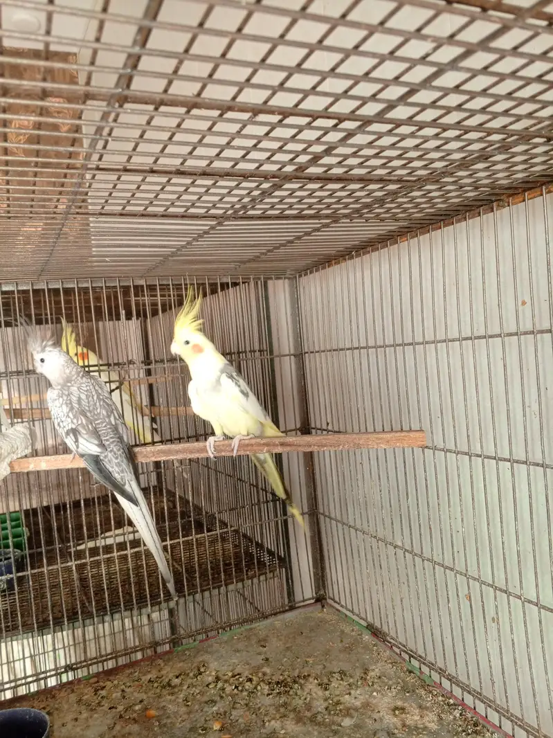 Cocktail breeders pairs — photo 7