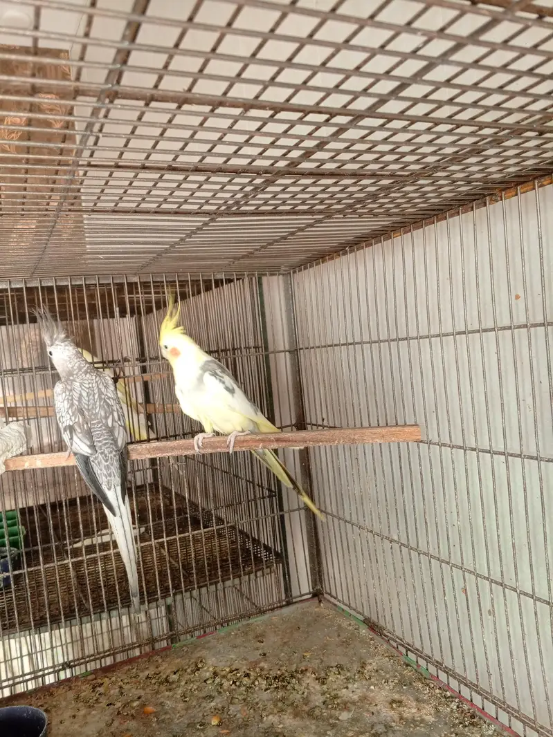 Cocktail breeders pairs — photo 8