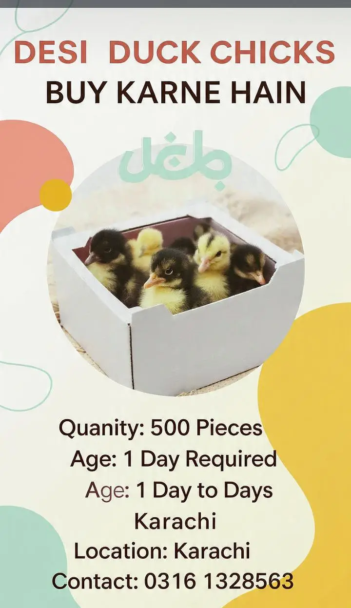 Desi ducks chicks required