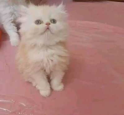 Cats | Persian | kittens |  Blue Eyes | O348O163O63 щatsap^⁠_⁠^