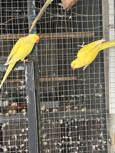Yellow Ring neck Breeder pair for sale
