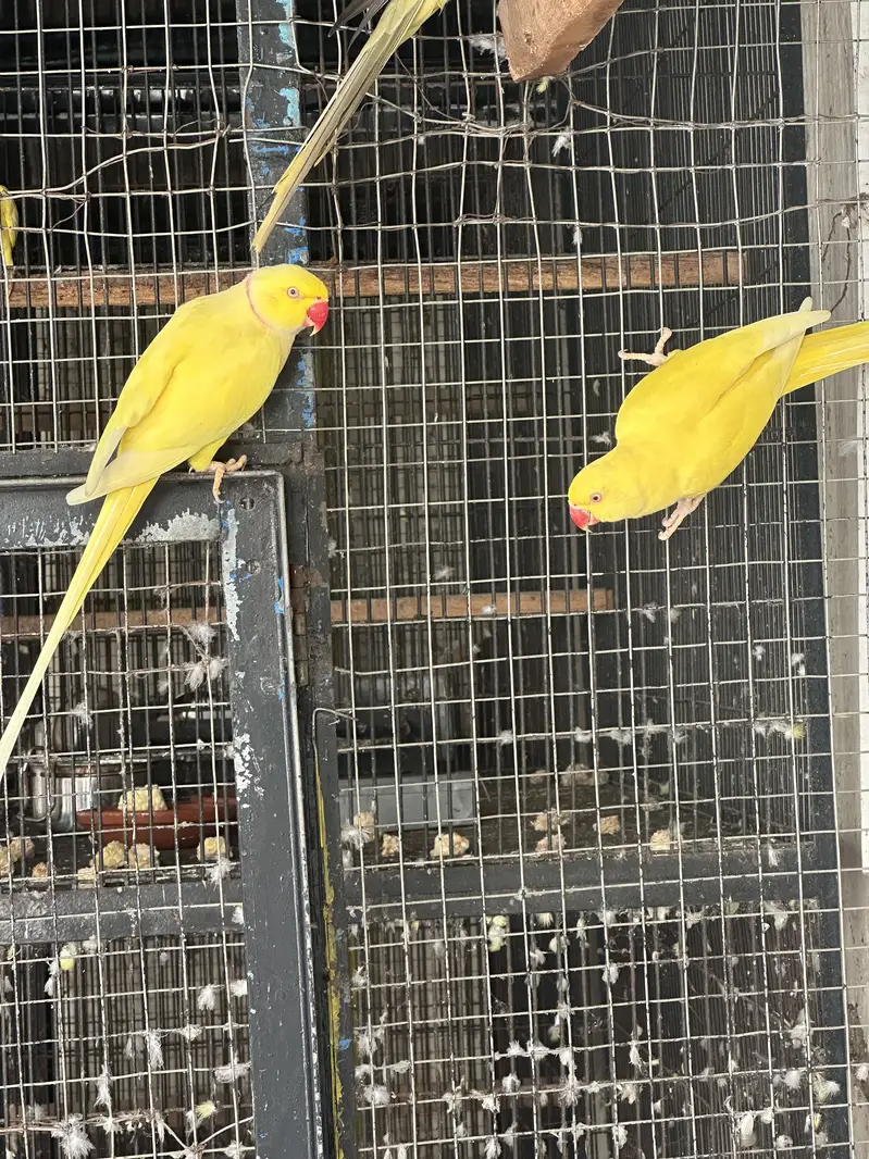 Yellow Ring neck Breeder pair for sale — photo 2