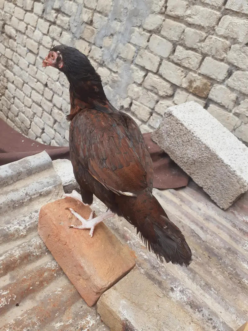 aseel mianwali — photo 2