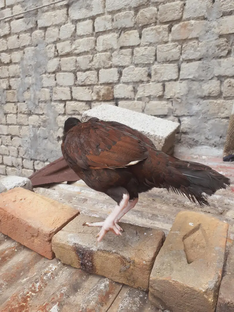 aseel mianwali — photo 4