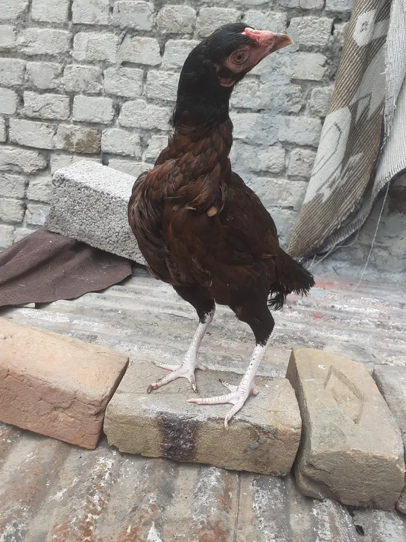 aseel mianwali — photo 5