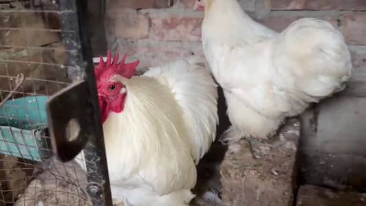Turkey birds. Chakor. hens