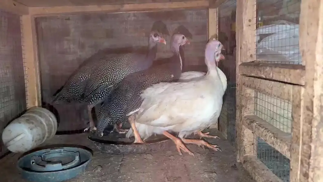 Turkey birds. Chakor. hens — photo 3