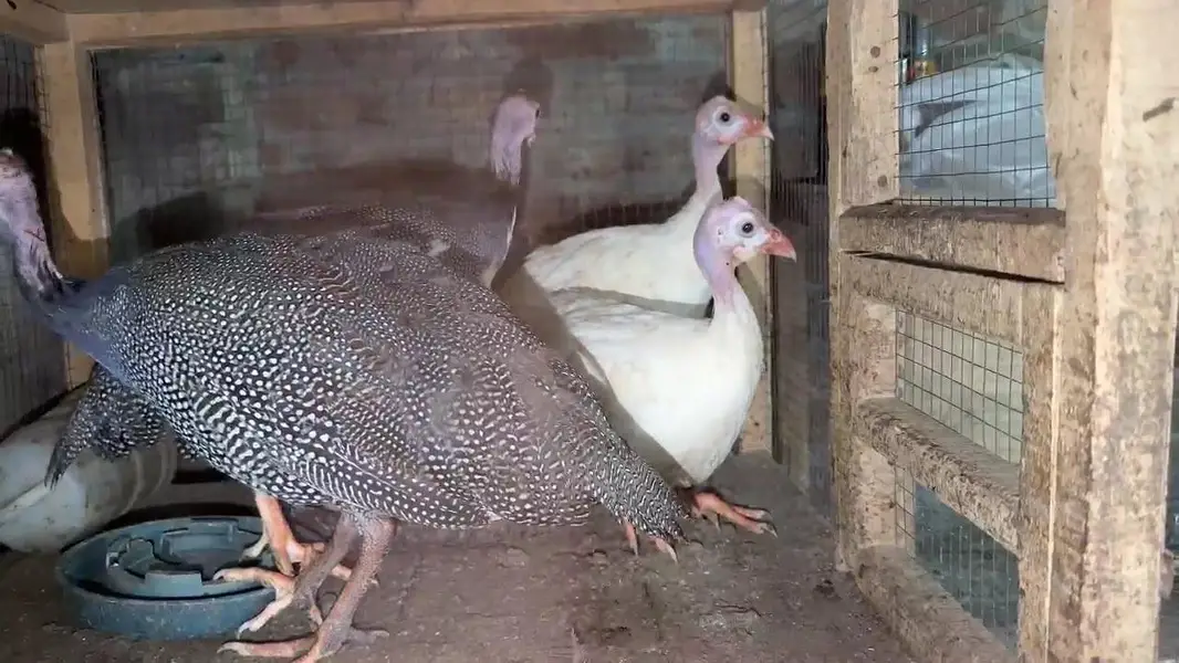 Turkey birds. Chakor. hens — photo 4