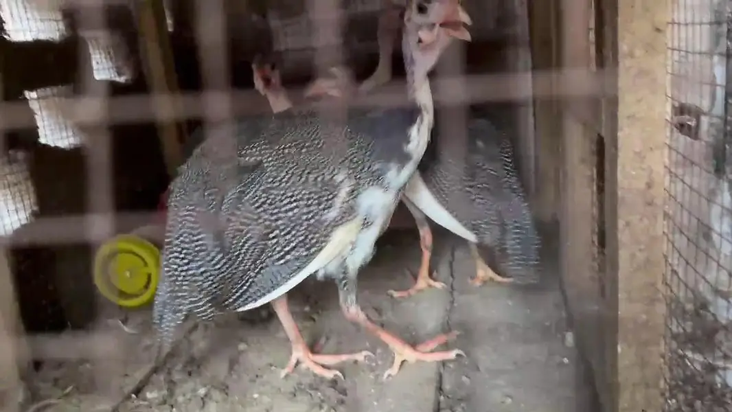 Turkey birds. Chakor. hens — photo 5