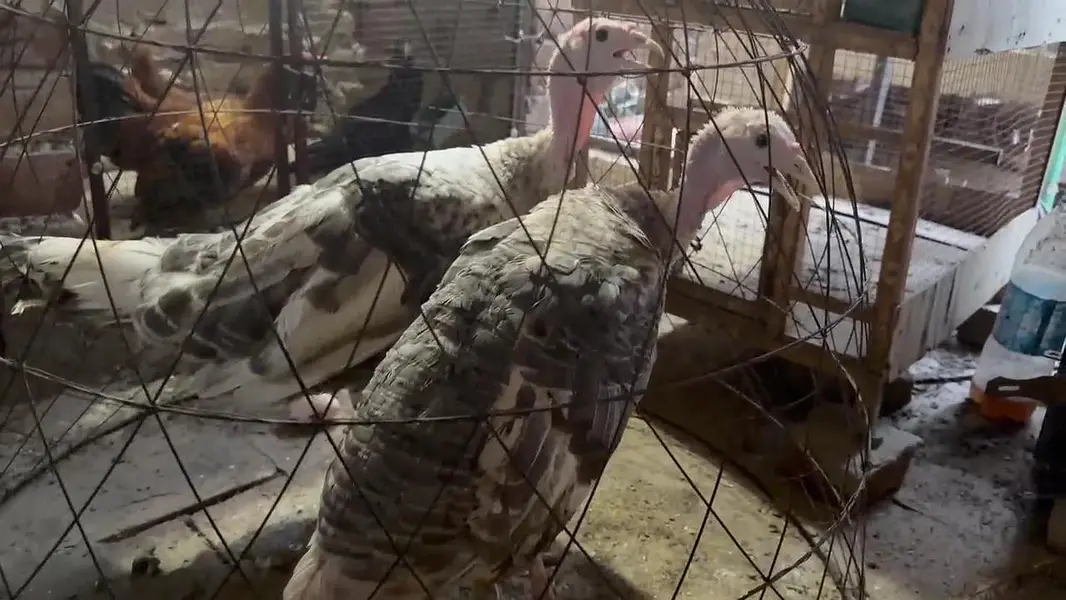 Turkey birds. Chakor. hens — photo 6