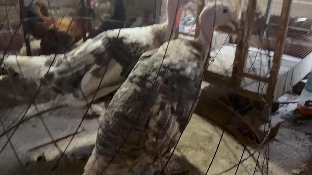 Turkey birds. Chakor. hens — photo 7