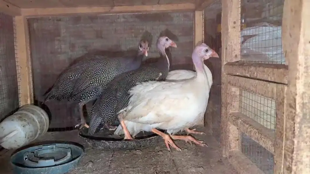 Turkey birds. Chakor. hens — photo 8