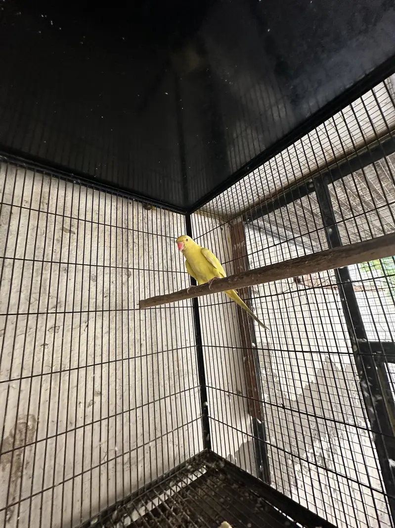 Yellow Ring neck Breeder pair for sale — photo 3