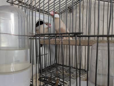 fawn java with cage