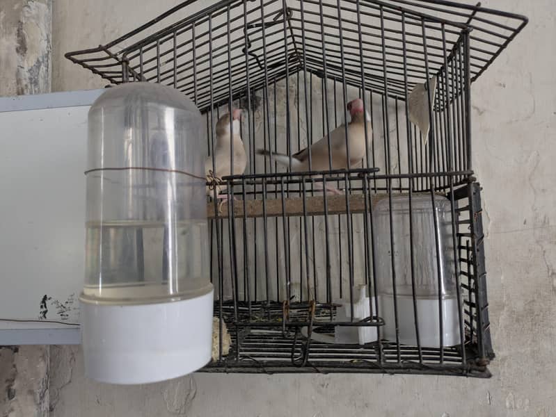 fawn java with cage 1