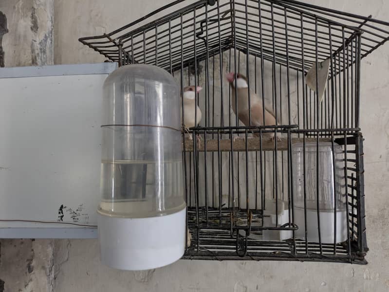 fawn java with cage 2