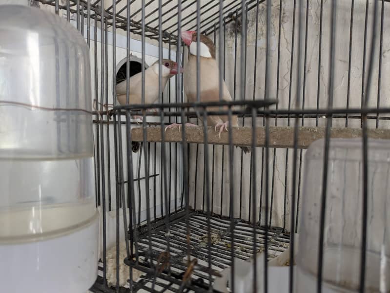 fawn java with cage 3