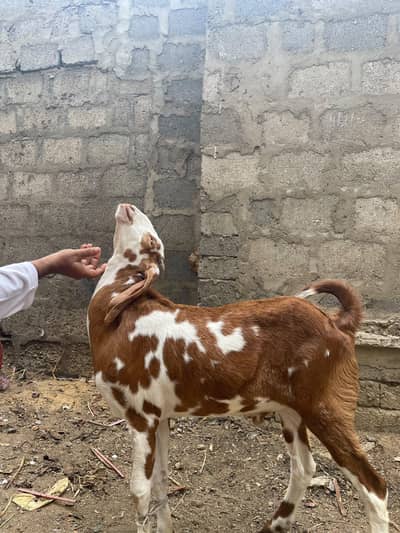 double Hadi ma lalur wala bakra