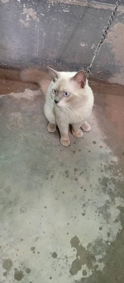 Persian cat For Home