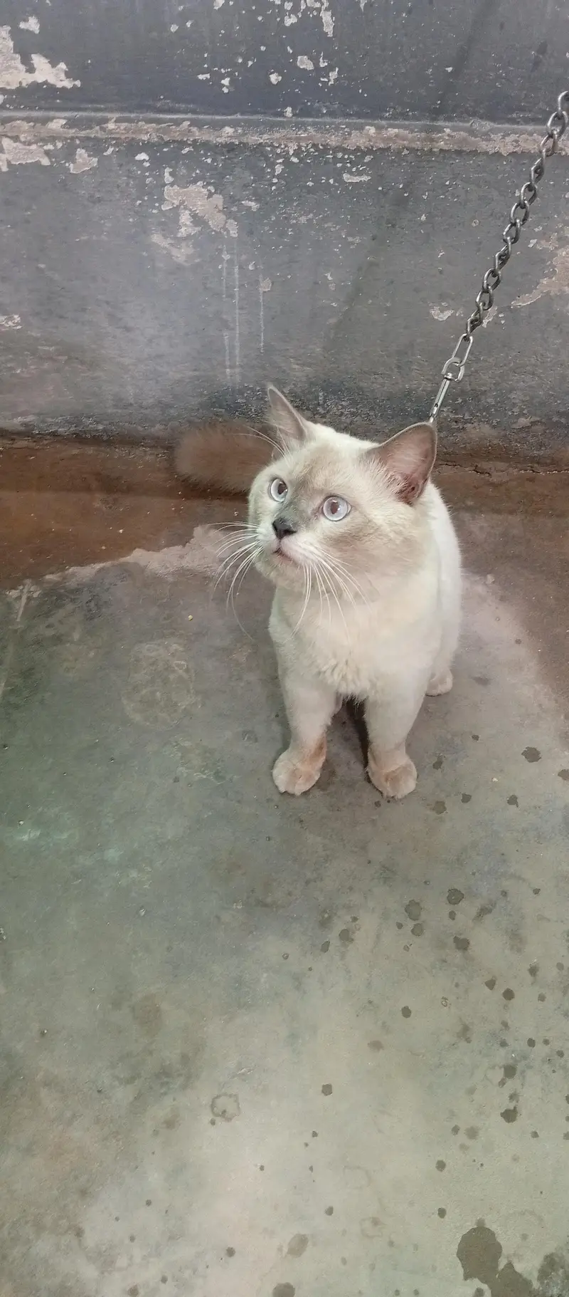 Persian cat For Home — photo 2
